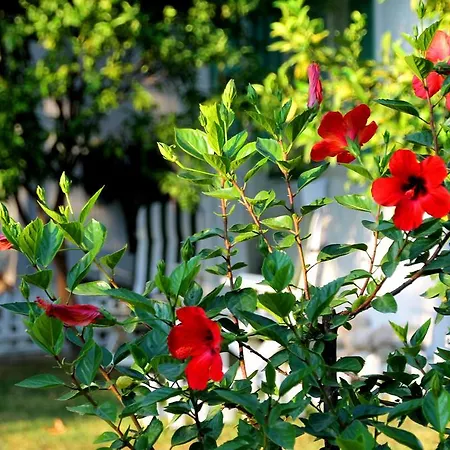 ベッド・アンド・ブレックファスト Defne *